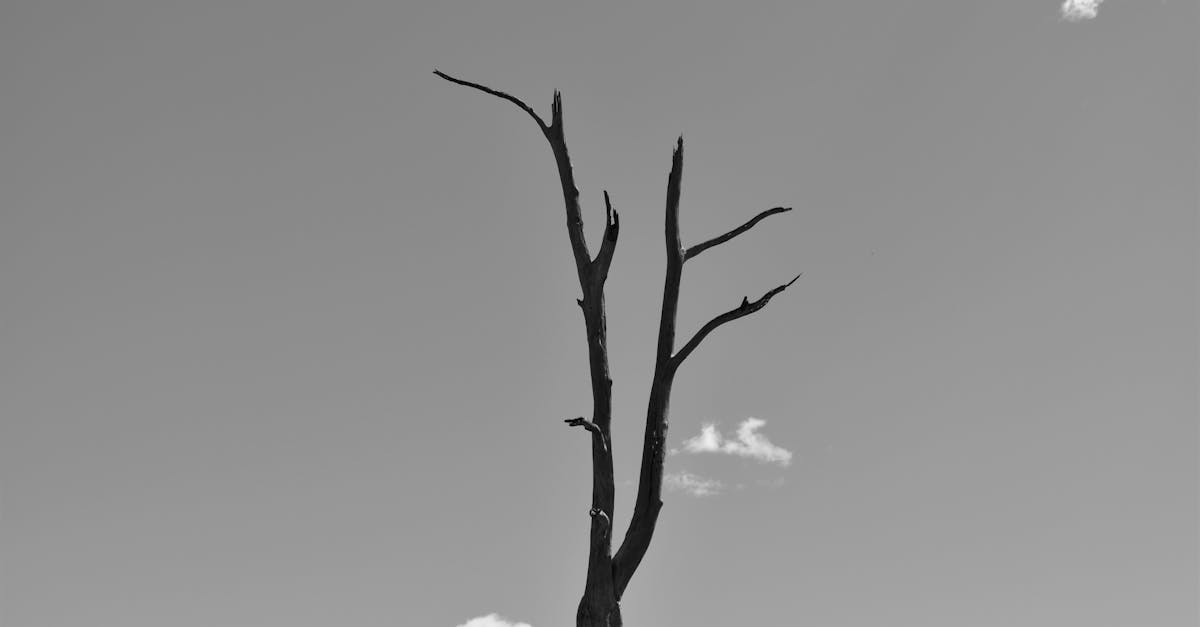 Elegant black and white photo of a barren tree against a clear sky.
