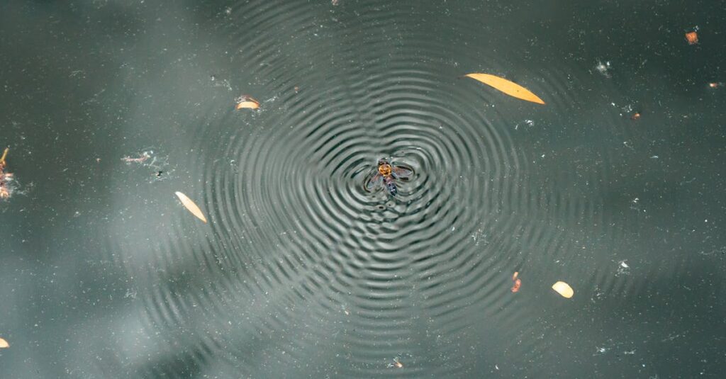 A spider standing on a water surface causing concentric ripples amidst few floating leaves.