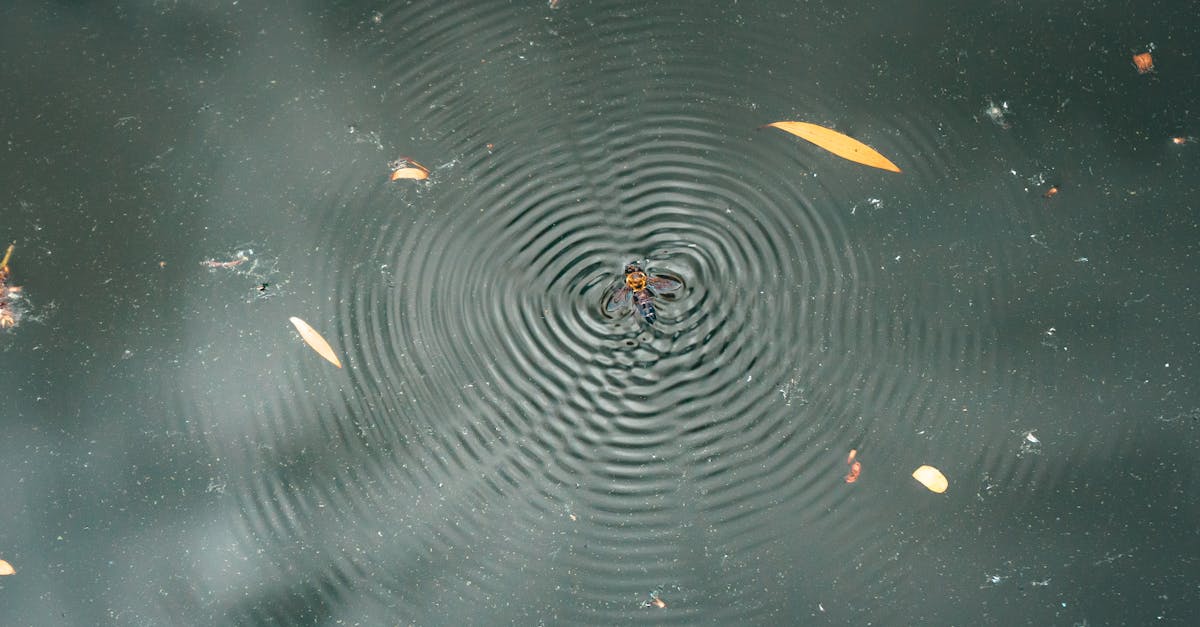 A spider standing on a water surface causing concentric ripples amidst few floating leaves.