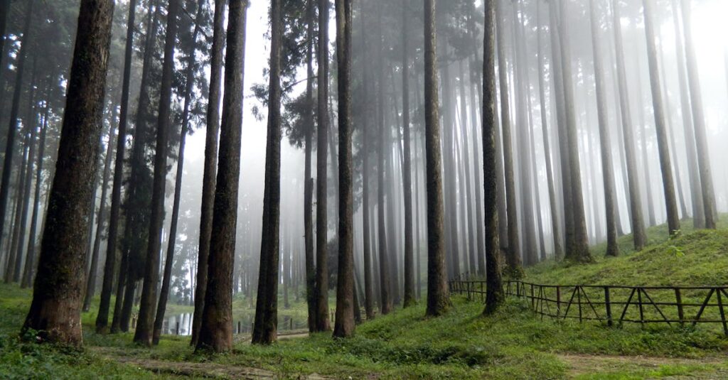Experience the serene beauty of misty Tukdah Forest with towering pines and tranquil fog.