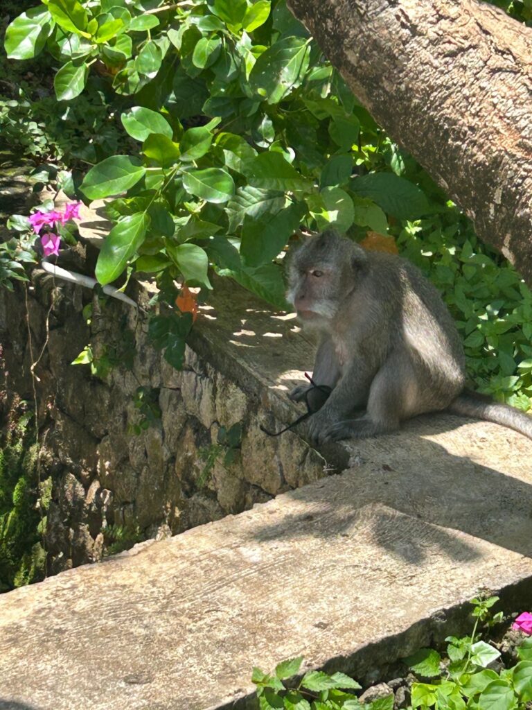 আমার চশমা হাতে বাঁদরটা