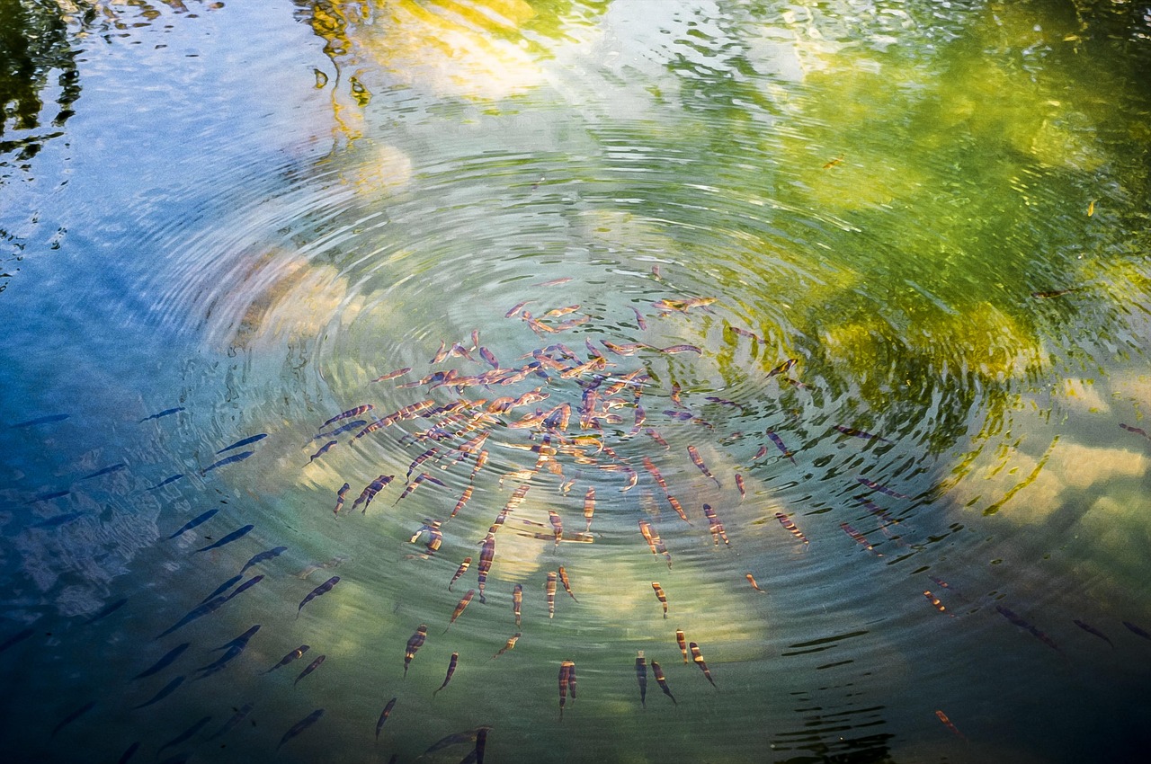 abstract, nature, water, reflection, art, bright, summer, image, illustration, drawing, picture, fish, flock, joint, fry, circles, river, flare, transparent, bashkiria, russia, color picture, illustration, illustration, illustration, illustration, illustration, fish, fish, fry, circles, river, river, flare