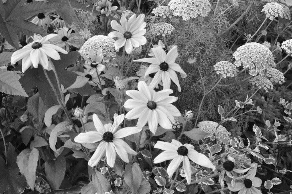 flowers, massive, parterre, flower background, image black white, beautiful flowers, flower wallpaper, summer, garden, nature