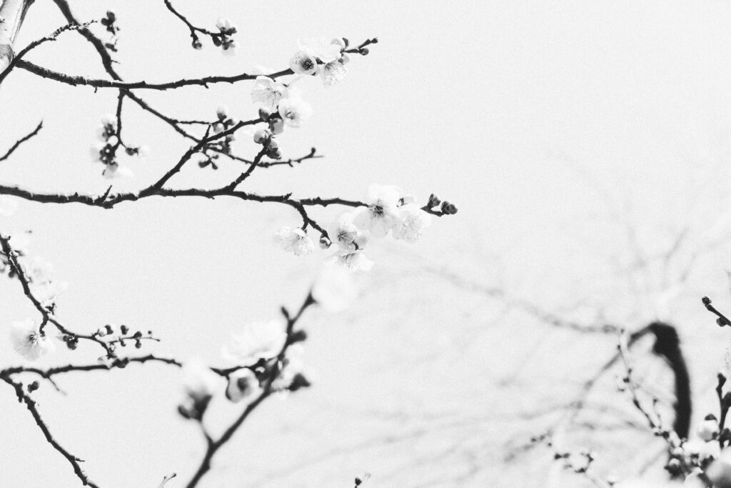A serene black and white image of blossoms on bare tree branches, evoking winter.